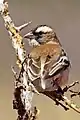 femaleP. m. mahaliTswalu Kalahari Reserve, South Africa