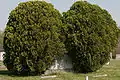 Plot of Nellie and James Whitted, overgrown by evergreens.