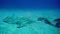 A school of yellow-striped goatfish (Parupeneus chrysopleuron) and whitesaddle goatfish (Parupeneus ciliatus) searching food on the sandy bottom, northeast coast, Taiwan