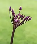 "Butomus umbellatus flowers"