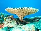 Table coral