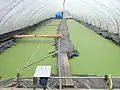 Duckweed being grown in a test setup to produce food for animals.