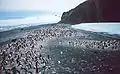 A colony of Adelie penguins in Antartica