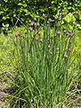 Clump of chives