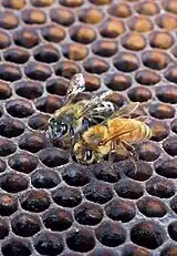 The Africanized honeybee and the regular honeybee on a honeycomb
