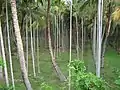 Arecanut Plantations
