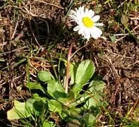 Young plant of Bellis perennis with flower.