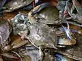 Blue crab, crustacean