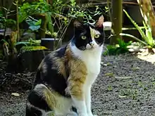 Calico cat (Felis silvestris catus)