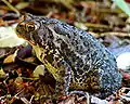 An eastern American toad close up