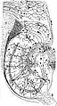 Drawing of the neural circuitry of the rodent hippocampus
