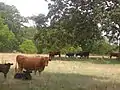 Cattle grazing between Lakeview High School and Union Baptist Church in north Campti