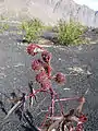 Castor oil plant