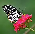Common mime