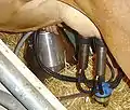 A milking machine has cups which fit onto the cow's teats and suck the milk through tubes to a large container.