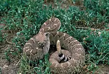 Western diamondback rattlesnake.