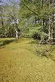 Duckweed-covered water edged with several bald cypress trees