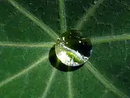 A drop of dew is cupped in the leaf of a common garden nasturtium.
