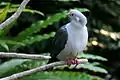 Green Imperial Pigeon, Provincial bird of Tripura
