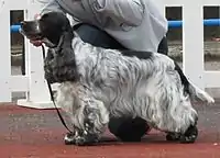 English Cocker Spaniel, white with black spots
