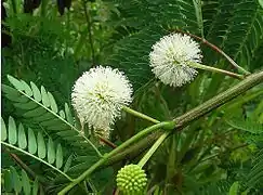 Flowers of guanacaste