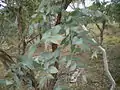 Juvenile foliage of piperitone chemotype, Eucalyptus dives