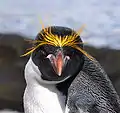 Macaroni Penguin