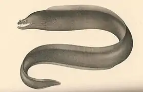 Enchelynassa canina