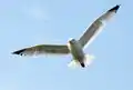 A bird in flight.