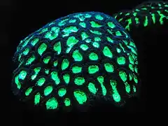 Fluorescent coral.