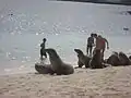 Tourists with sea lions at the beach at San Cristóbal Island