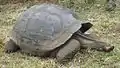 Gigantic galapagos turtle, Chelonoidis nigra on the island of Santa Cruz