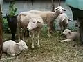Merino sheep