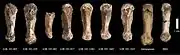 Metacarpals from different specimens