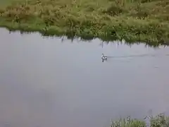 A water bird in the Lluta river wetland
