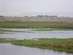 Wetland of the Lluta river, Arica