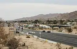 Central Joshua Tree