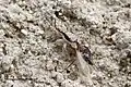 A camouflaged Menemerus, a jumping spider, with a winged male ant as prey. Camouflage is a form of crypsis, the ability of an organism to avoid observation or detection by other organisms.