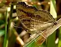 Junonia almana, wet season form (under side)