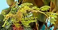 Leafy Seadragon