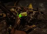 Firefly larva