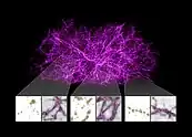 Galactic Filaments are vast collections of Galactic walls which are themselves made of vast superclusters. Spanning billions of light years, they form the basis of the Cosmic Web, a sort of skeleton containing everything in the universe.