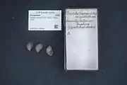 Partula arguta shells
