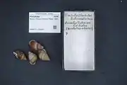 Partula bilineata shells