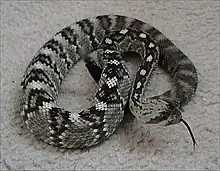Northern black-tailed rattlesnake.