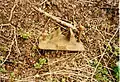 A OIR track to sleeper pin in Drayton. The words stamped on it say it was made by the Great Western Railway in 1928. It was found in 2002.