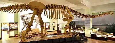 Mounted skeleton