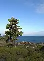 Prickly pear cactus and Swallow-tailed Gulls on Santa Fe Island