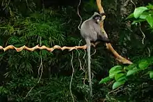 Phayre's leaf monkey, Provincial animal of Tripura