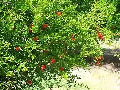 Plant of P. granatum with flowers